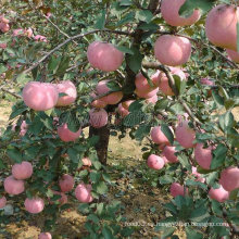 Alta calidad para la exportación de manzana roja fresca